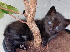 Puiuti de pisica spre adoptie