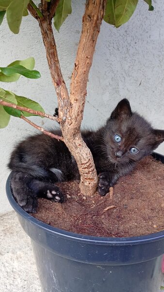 Puiuti de pisica spre adoptie