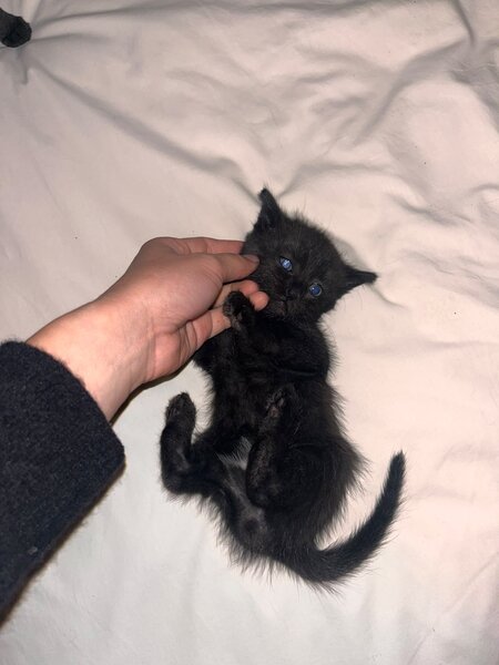 Puiuti de pisica spre adoptie