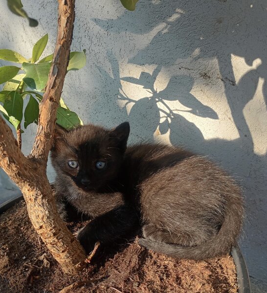 Puiuti de pisica spre adoptie