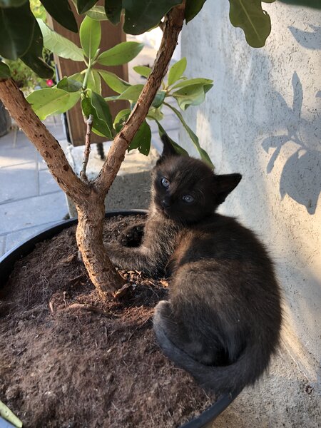 Puiuti de pisica spre adoptie