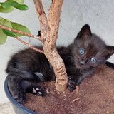 Puiuti de pisica spre adoptie