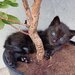 Puiuti de pisica spre adoptie