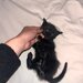 Puiuti de pisica spre adoptie