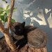 Puiuti de pisica spre adoptie