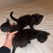 Puiuti de pisica spre adoptie