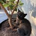 Puiuti de pisica spre adoptie